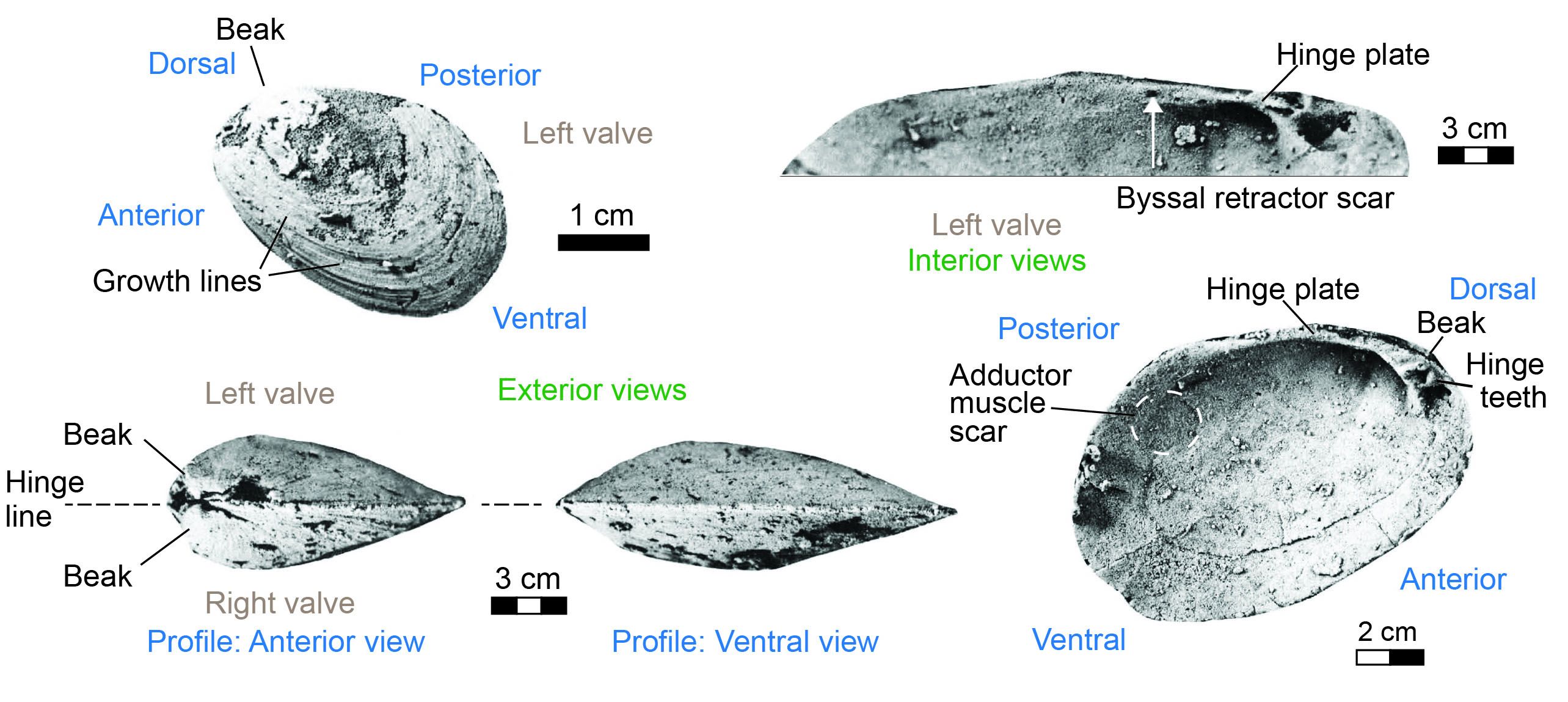 Views of the exterior and interior parts of Modiolodon.